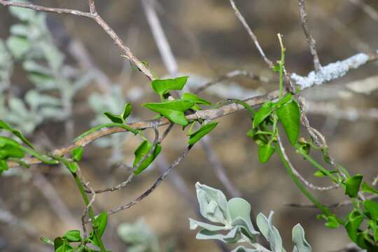 Image of arrowleaf milkvine