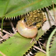 Image of Lesser Snouted Treefrog