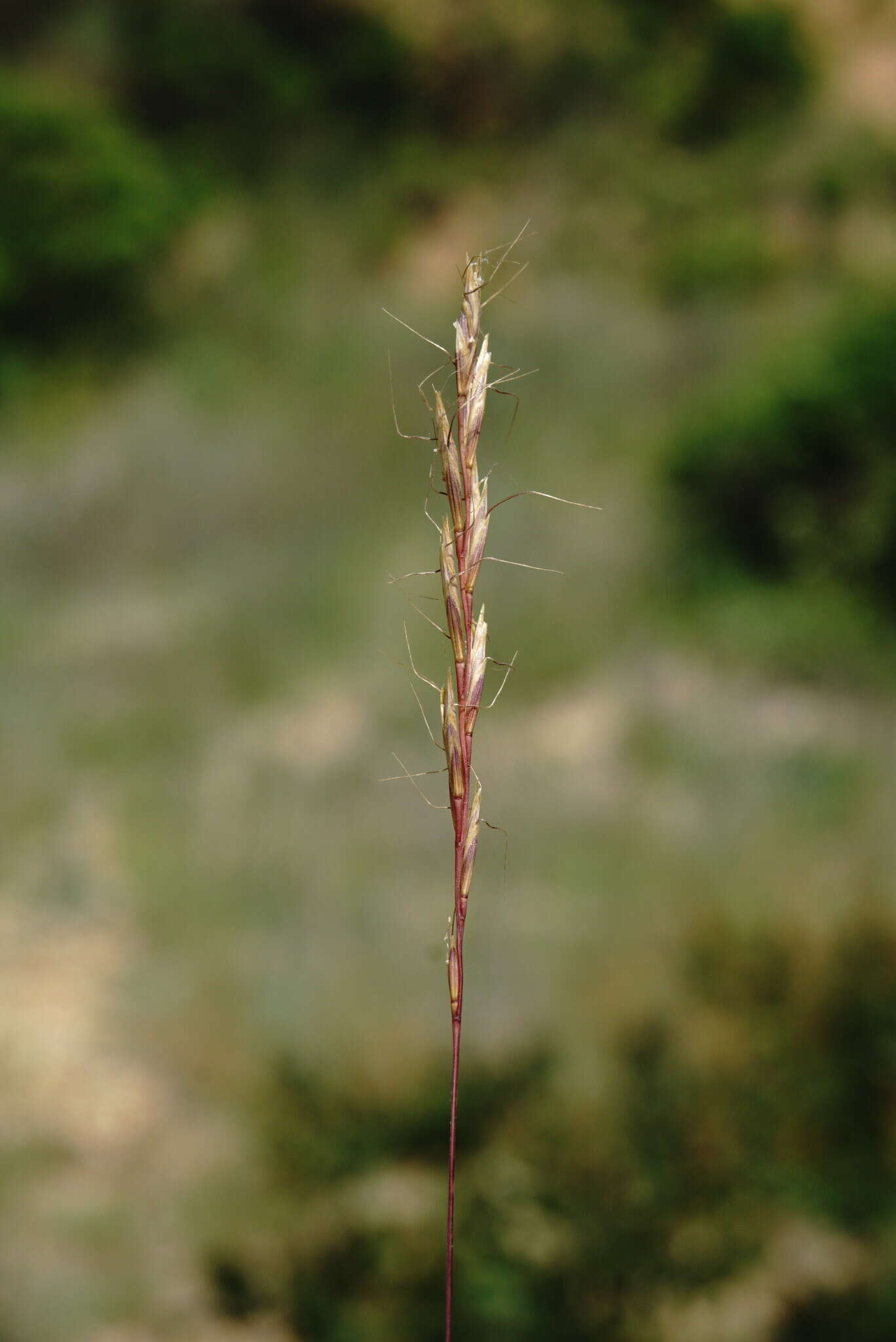 Image of Ventenata macra (Steven ex M. Bieb.) Balansa ex Boiss.