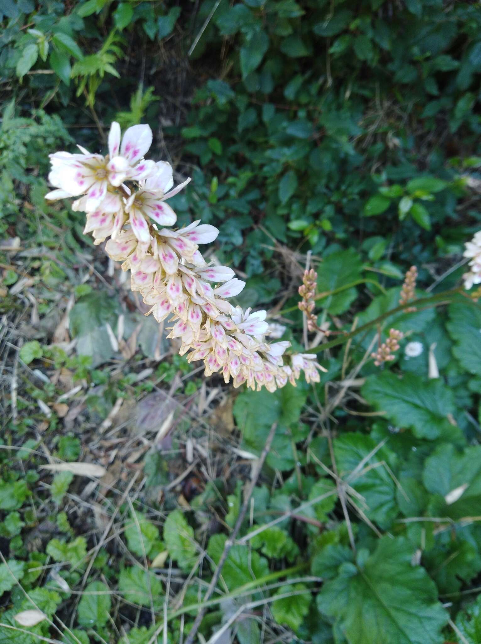 Image de Francoa appendiculata A. Juss.