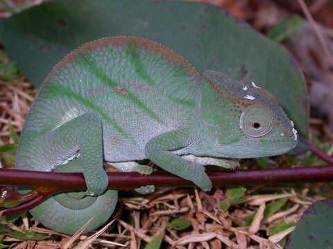 Image of Parson's Chameleon