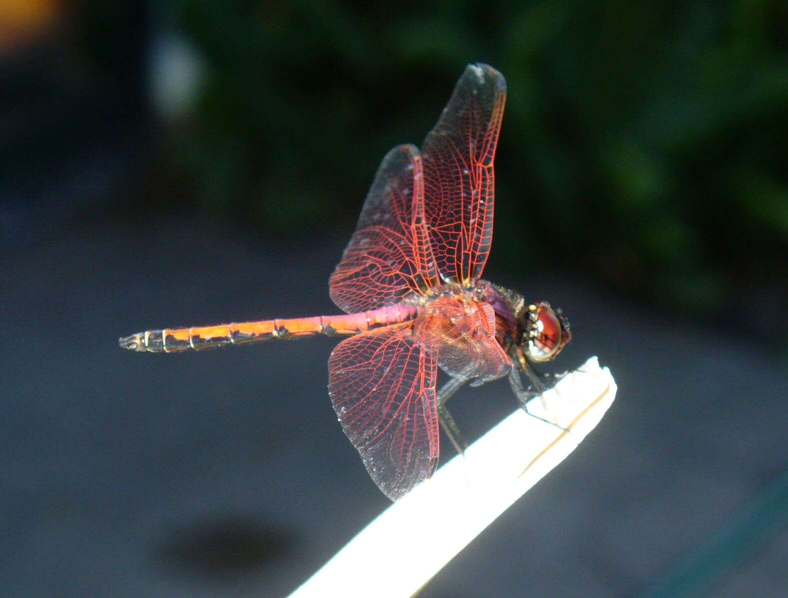 Image of Red-veined Dropwing