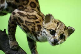 Image of little spotted cat