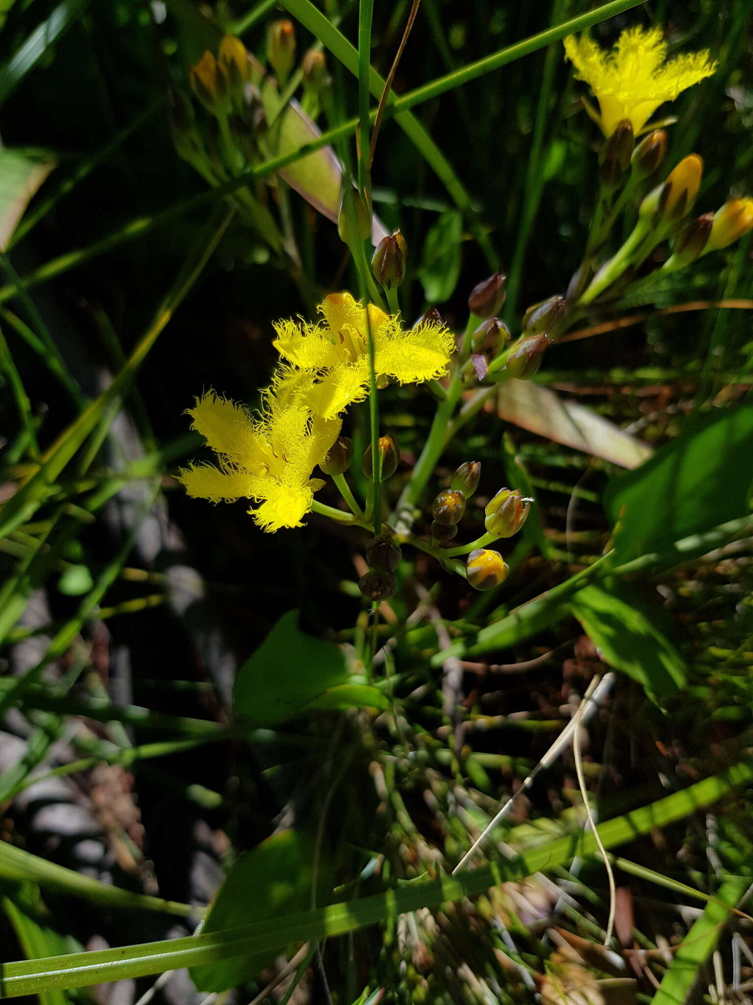 Image of Villarsia capensis (Houtt.) Merr.