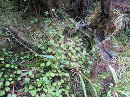 Image of Myosotis forsteri Lehm.