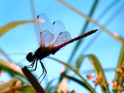 Image of Red-veined Dropwing