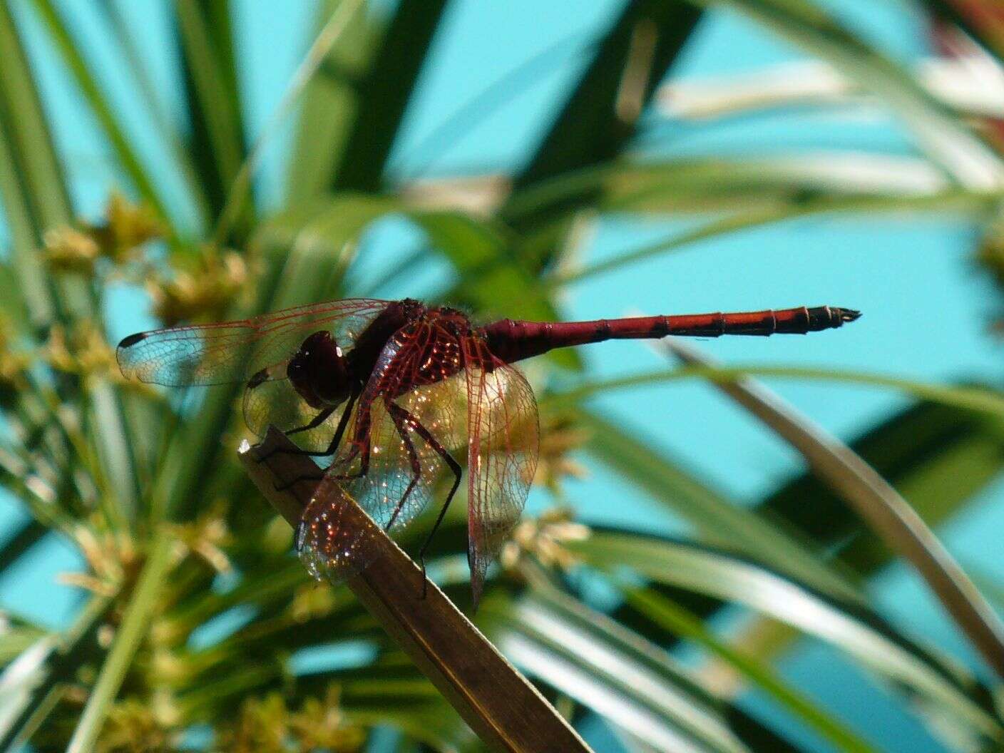 Image of Red-veined Dropwing