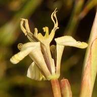 Image of Moraea unguiculata Ker Gawl.