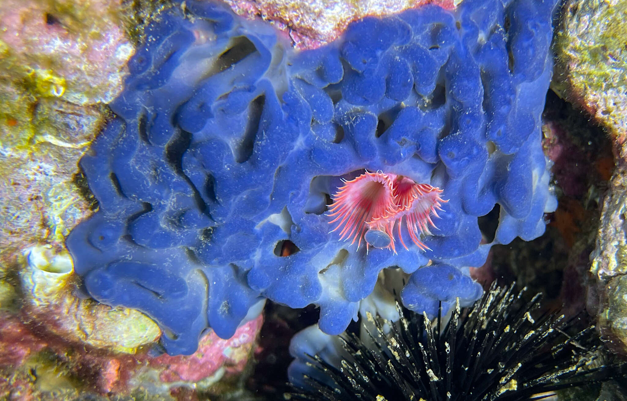 Image of flesh sponge