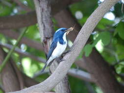 Image of Ultramarine Flycatcher