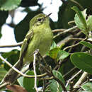 Image of Restinga Tyrannulet