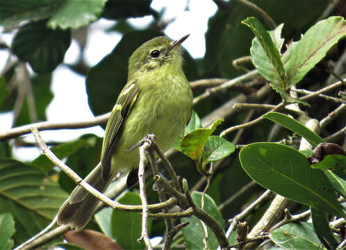 Image of Restinga Tyrannulet