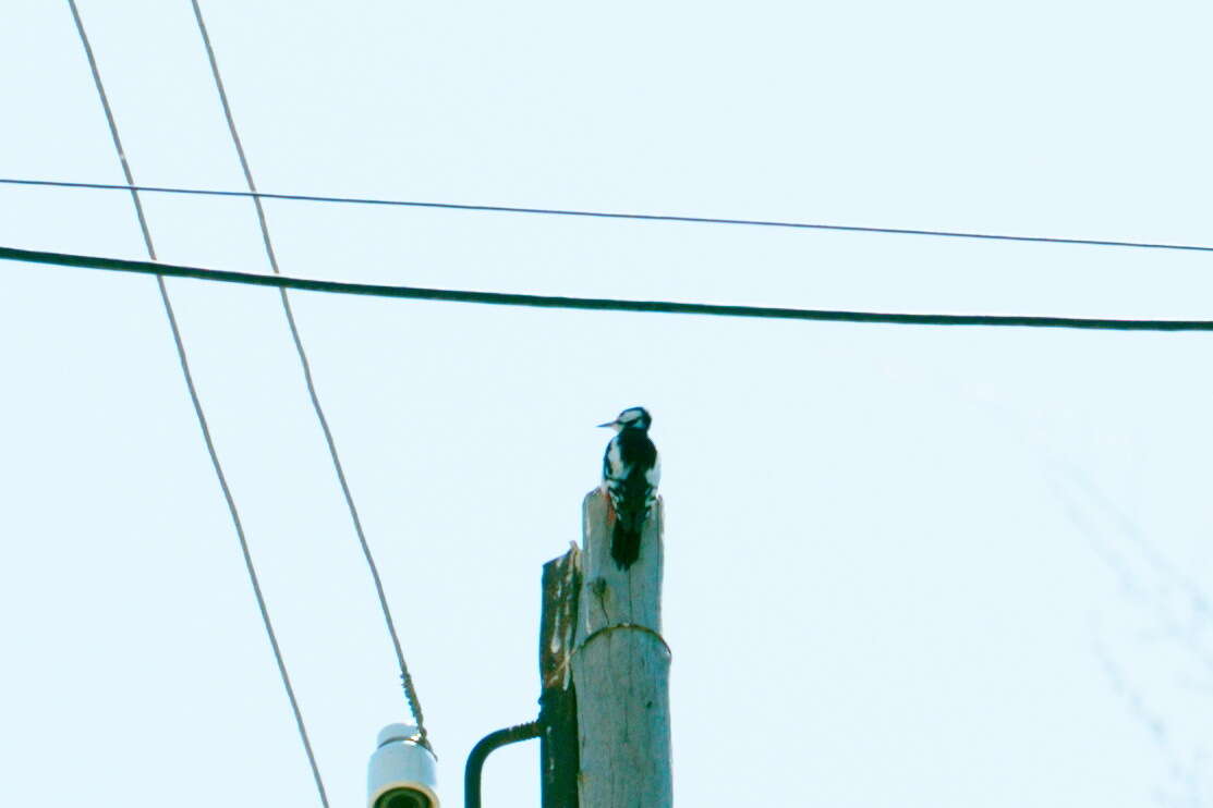 Image of White-winged Woodpecker