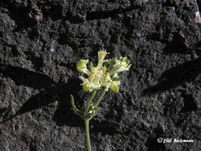 Image of Pinnasa pinnatifida (Gillies ex Arn.) Weigend & R. H. Acuña