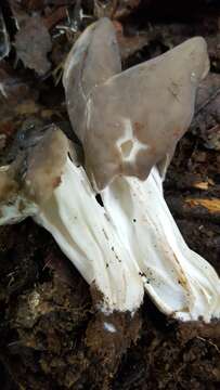 Image of Helvella lactea Boud. 1907