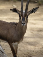 Image of Cuvier's Gazelle
