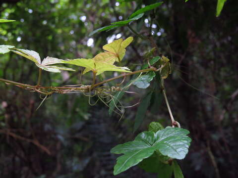 Image of Tetrastigma obtectum var. glabrum (Lév. & Vaniot) Gagnep.