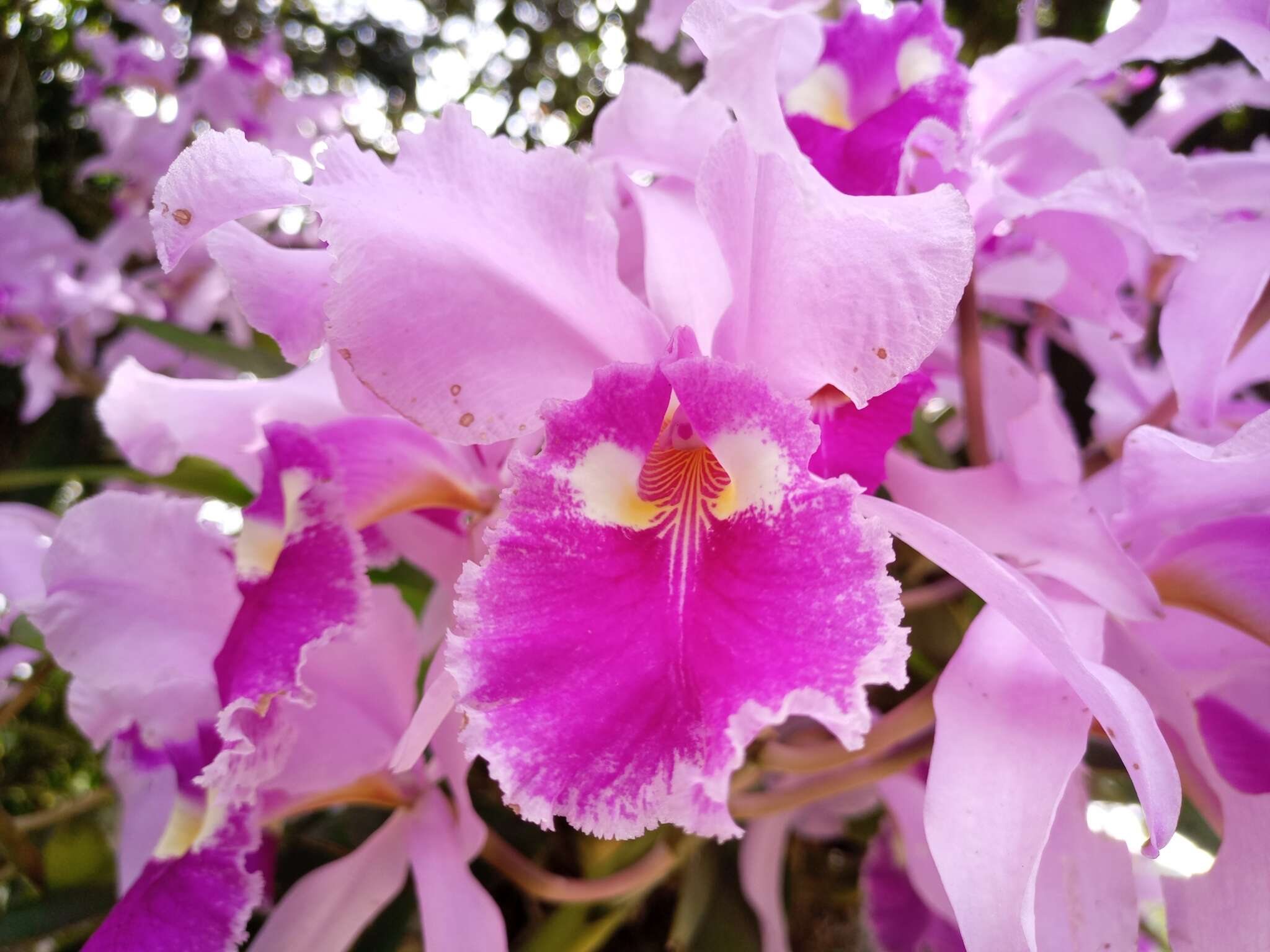 Image of Warscewicz's Cattleya