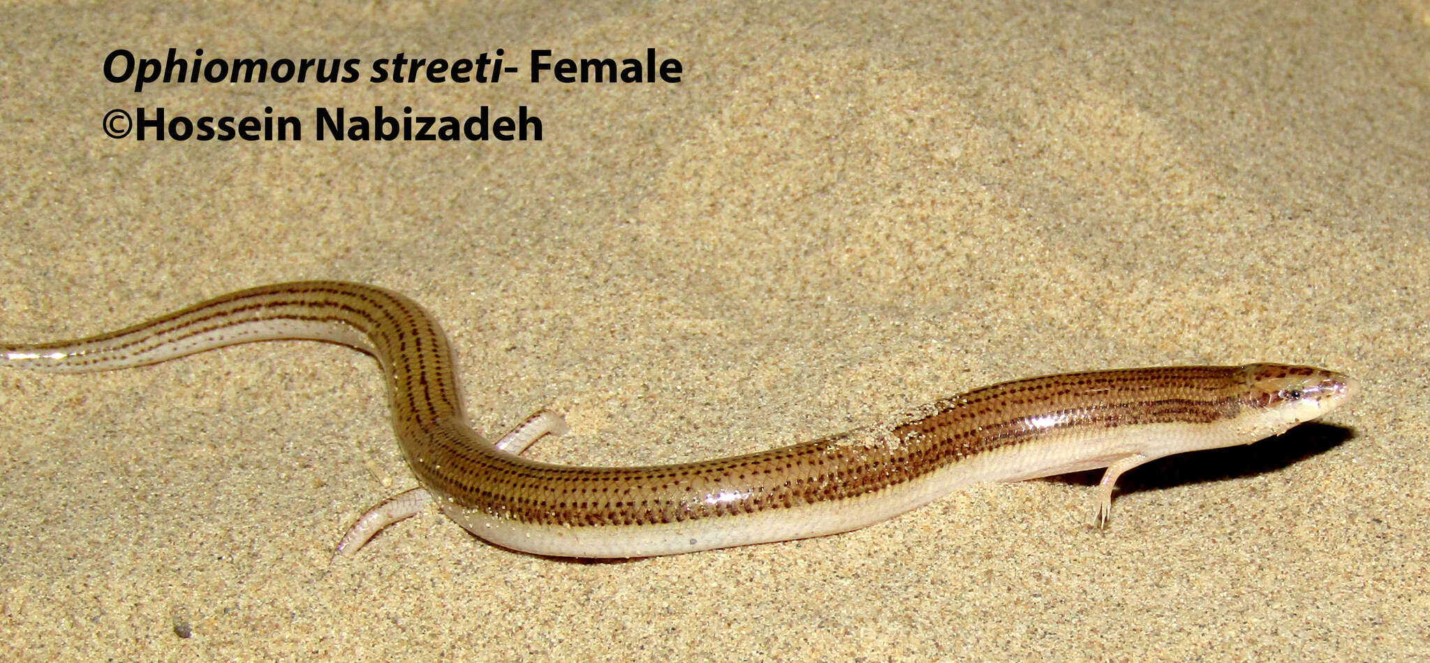 Image of Street's Snake Skink