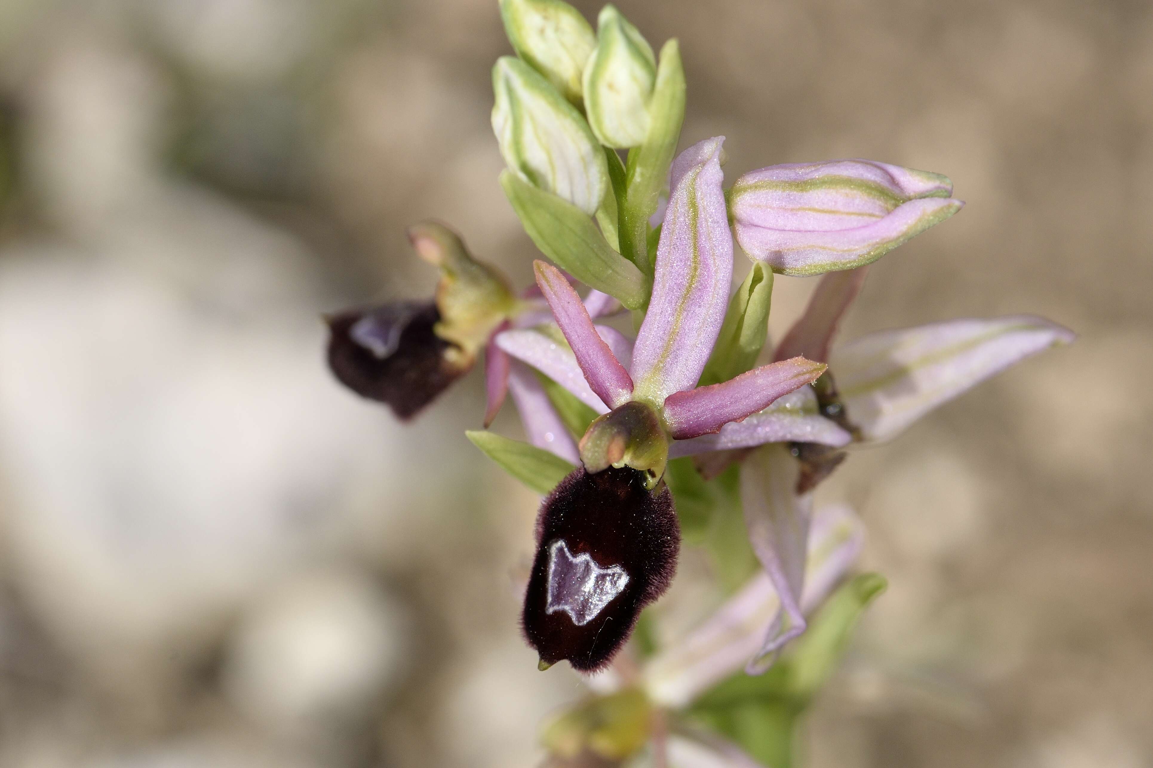 Plancia ëd Ophrys flavicans Vis.