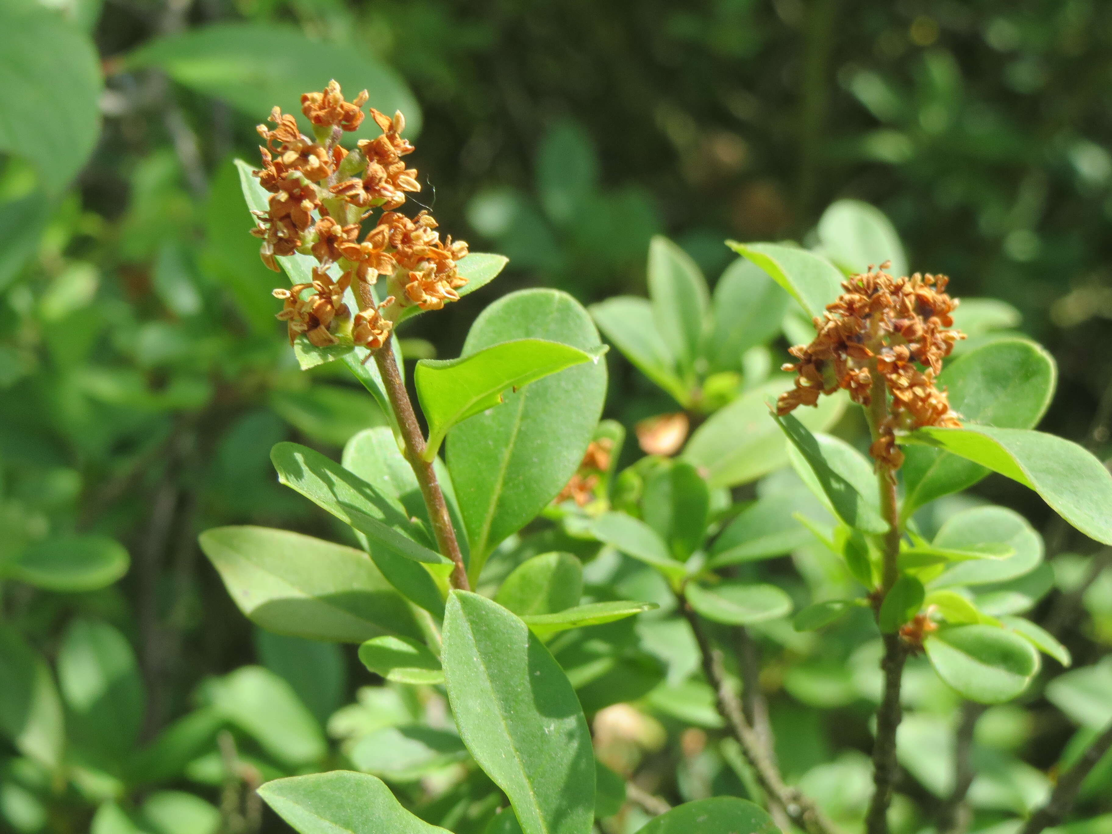 Image of European privet