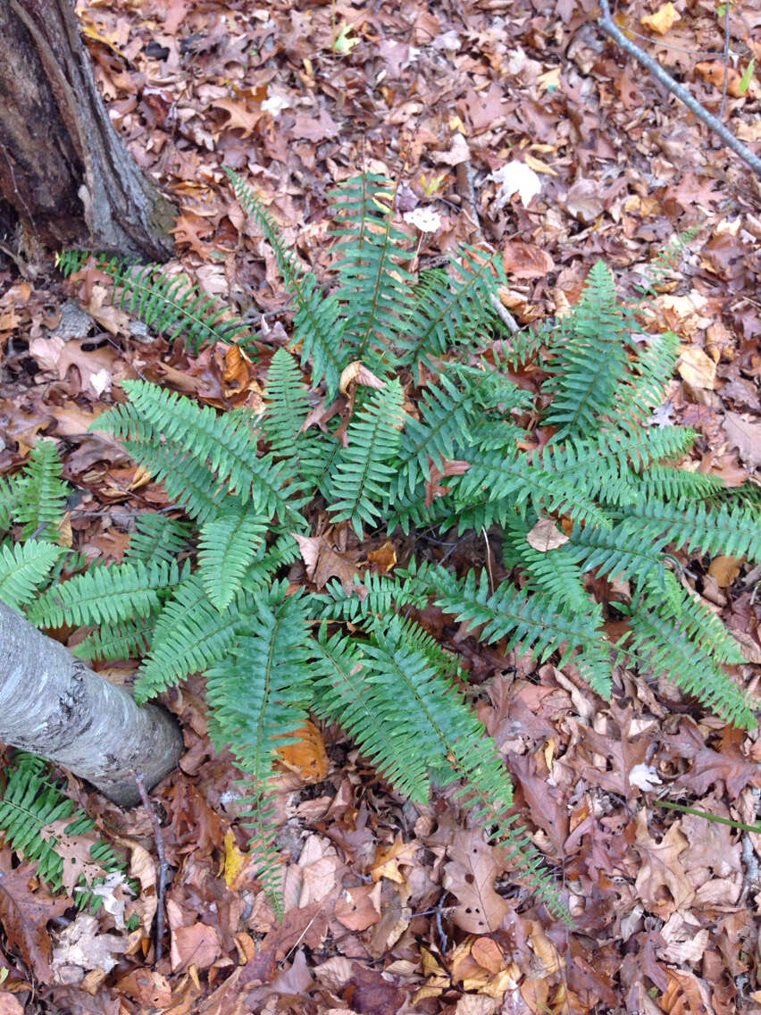 Plancia ëd Polystichum acrostichoides (Michx.) Schott