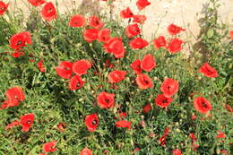 Image of corn poppy