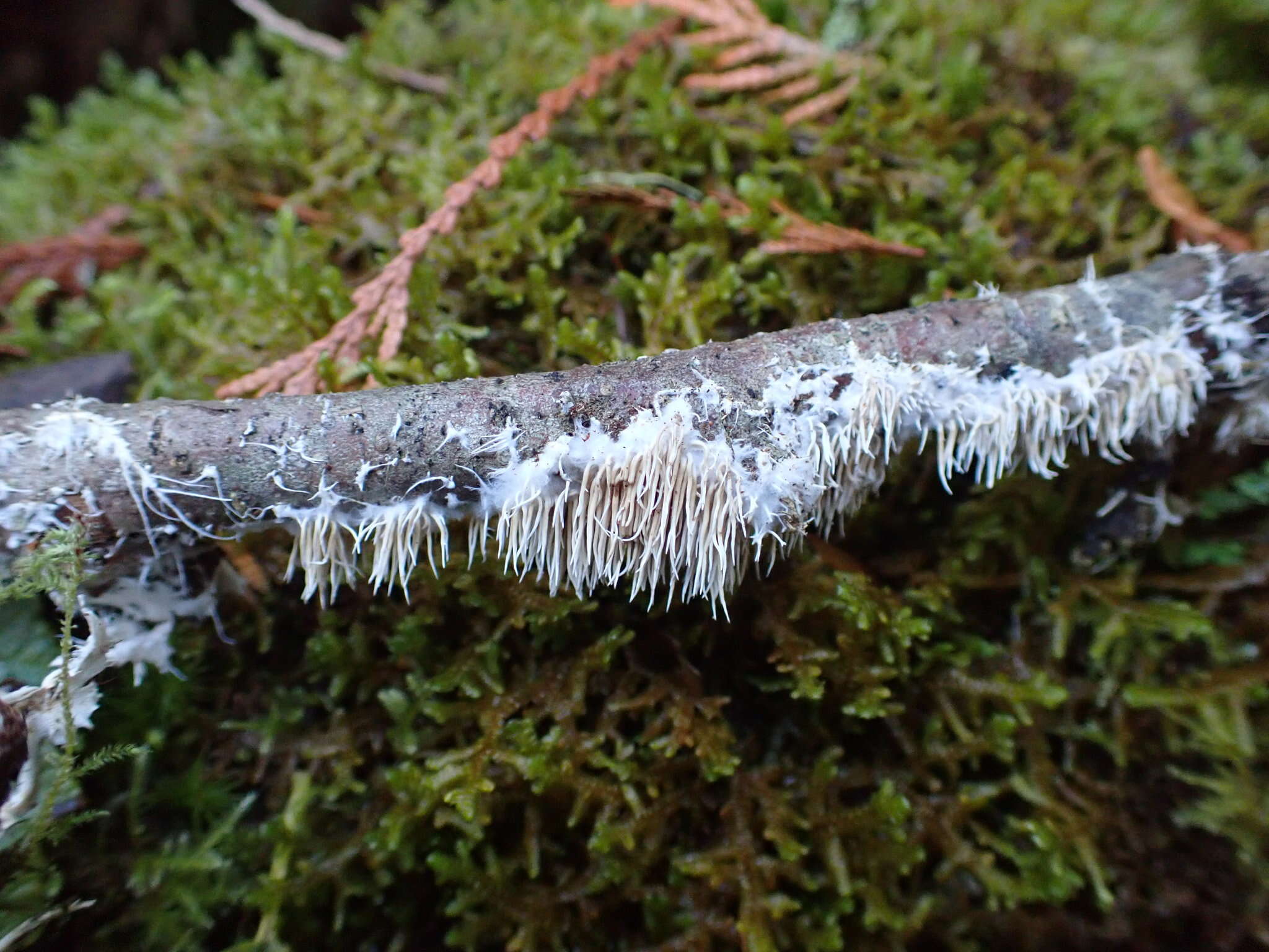 Image of Hydnocristella himantia (Schwein.) R. H. Petersen 1971