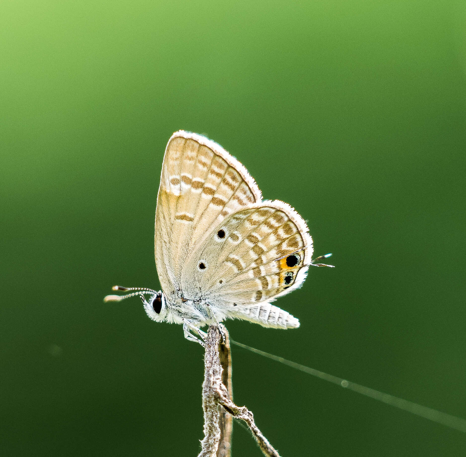 Image of Indian cupid