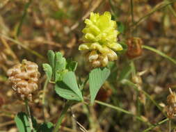 Image of field clover