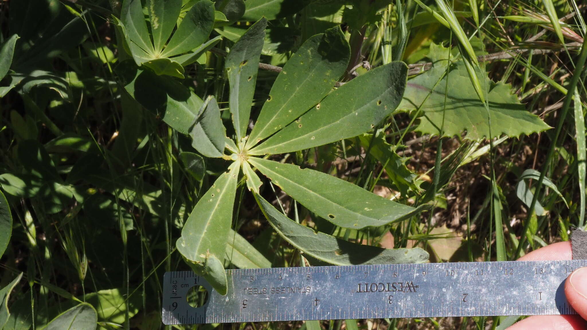 Sivun Lupinus latifolius subsp. parishii (C. P. Sm.) P. Kenney & D. B. Dunn kuva