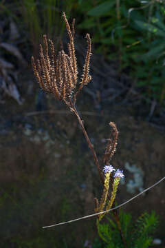 Image de Pseudoselago spuria (L.) O. M. Hilliard