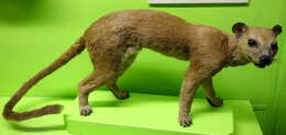 Image of fossa