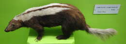 Image of Amazonian Hog-nosed Skunk