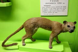 Image of fossa