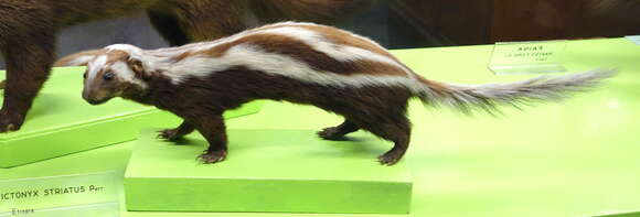 Image of Striped Polecats