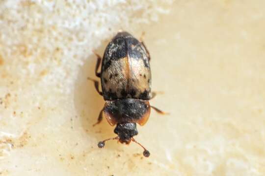 Image of Sap beetle