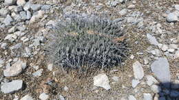 Image of Thelocactus rinconensis (Poselger) Britton & Rose