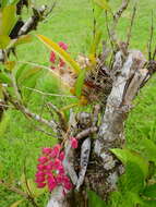 Image of Rodriguezia lanceolata Ruiz & Pav.