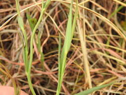 Image of Afroaster serrulatus (Harv.) J. C. Manning & Goldblatt