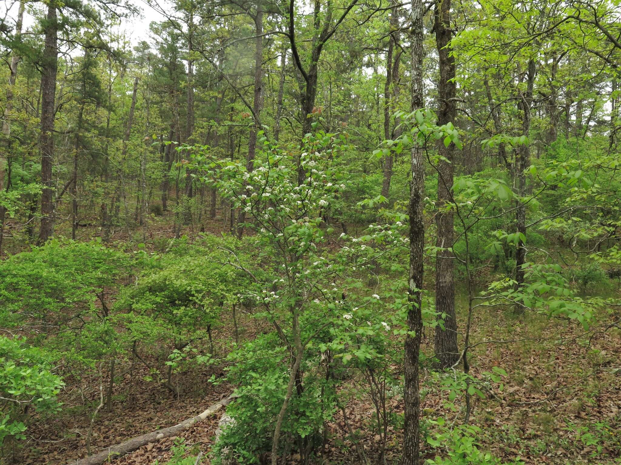 Imagem de Crataegus pruinosa var. gattingeri (Ashe) Lance