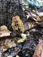 Image of Morchella diminutiva M. Kuo, Dewsbury, Moncalvo & S. L. Stephenson 2013