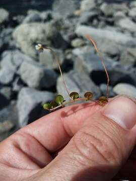 Image of Epilobium brunnescens subsp. brunnescens