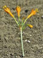 Image of Stenomesson flavum (Ruiz & Pav.) Herb.