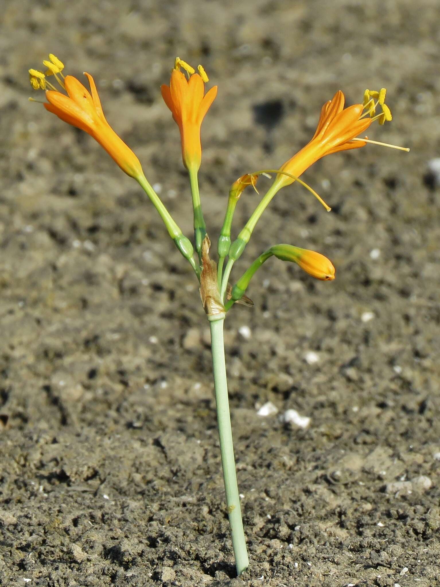 Image of Stenomesson flavum (Ruiz & Pav.) Herb.