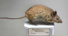 Image of Darwin's Leaf-eared Mouse