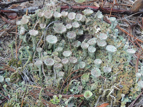 Image of cup lichen