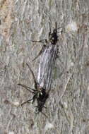 Image of Minute black scavenger fly