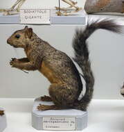 Image of Variegated Squirrel