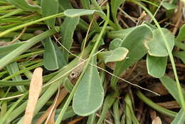 Image of Osteospermum caulescens Harv.